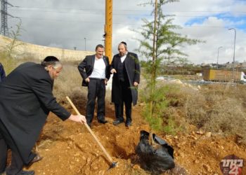 נטיעה של שמחה | הסיפור הקסום מאחורי מבצע החידוש הירקרק של הכניסה לבית עילית והקשר לשנת השמיטה המתקרבת
