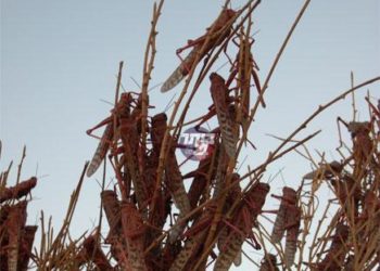 הפתעה: נחילי הארבה הגיעו לביתר