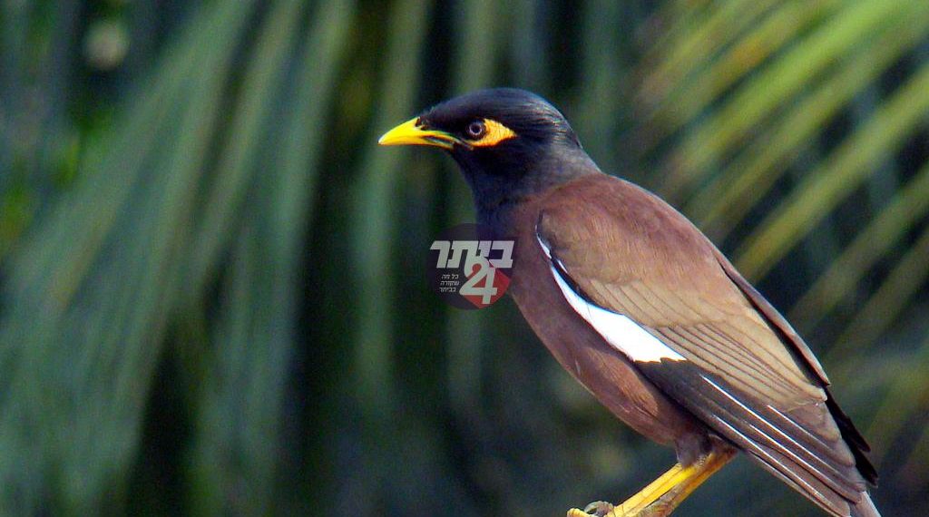 ציפורים עליך ביתר