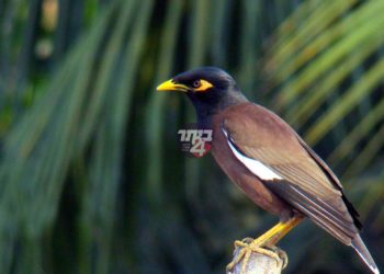 ציפורים עליך ביתר