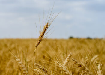 ברכת מועדיך