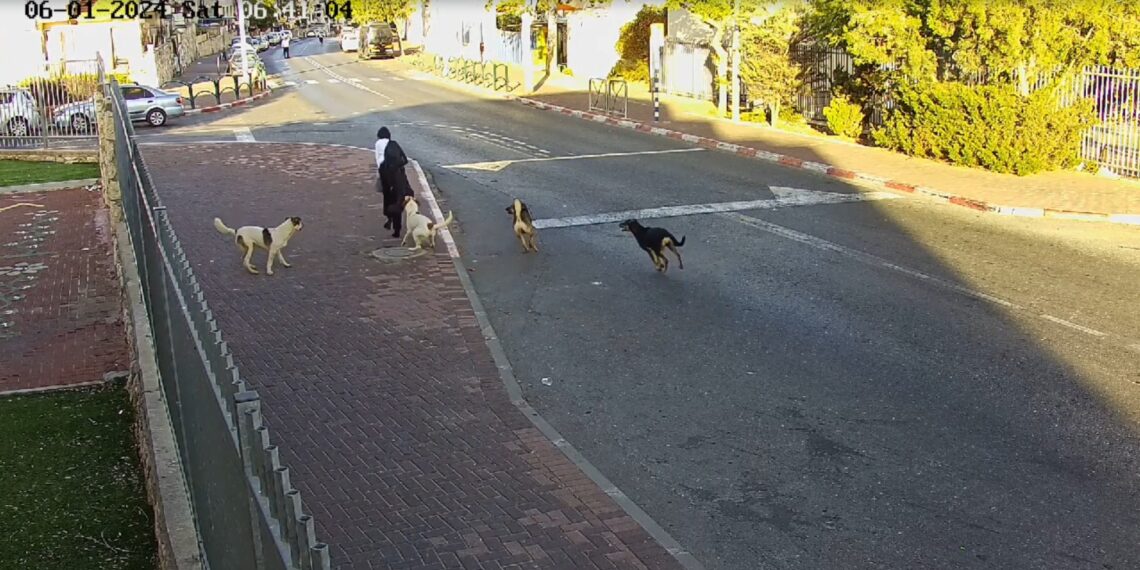 חיה רעה בעיר