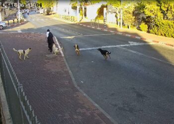 חיה רעה בעיר